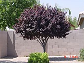 Черемуха краснолистная Шуберта