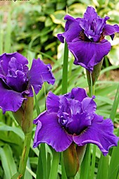 Ирис сибирский бархатистый насыщенно-фиолетовый