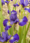 Ирис сибирский двутонный фиолетово-синий