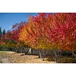 Клен приречный крупномеры оптом