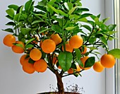 Карликовый апельсин
