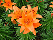 Лилия ярко-оранжевая с темно-оранжевым крапом