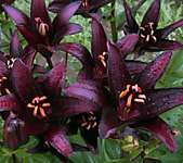 Лилия азиатская черно-бордовая