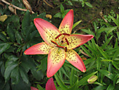 Лилия азиатская желто-розовая