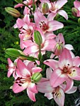 Лилия бело-розовая