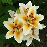 Лилия бело-желтая с малиновым мазком