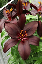 Лилия бордово-черная