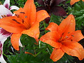 Лилия огненно-оранжевая