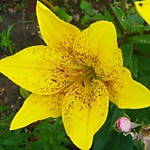 Лилия красно-желтая