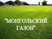 Газонная трава, травосмесь "Монгольский газон"