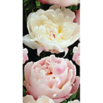 Пион махровый двуцветный розово-белый