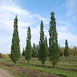 Тополь пирамидальный крупномеры оптом