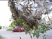 Уничтожение гусениц в Чите
