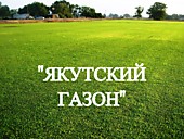Газонная трава, травосмесь "Якутский газон"