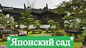 Набор саженцев "Японский сад"