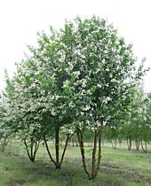 Черемуха маака крупномеры оптом