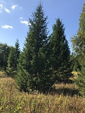 Ель обыкновенная крупномеры оптом