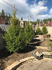 Ель Сибирская крупномеры оптом