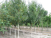 Береза обыкновенная крупномеры оптом