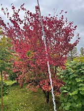 Клен гиннала крупномеры оптом