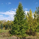 Лиственница Сибирская крупномеры оптом