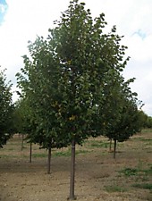 Липа Мелколистная