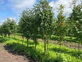 Рябина Сибирская крупномеры оптом