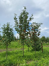 Рябина обыкновенная крупномеры оптом