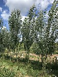 Тополь Серебристый без пуха