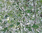 Тополь серебристый без пуха крупномеры оптом