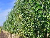 Тополь Серебристый сорт Нивея